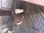 Vând vițică de 9 luni 