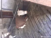 Vând vițică de 9 luni 