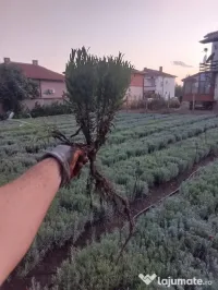 Butasi de lavanda