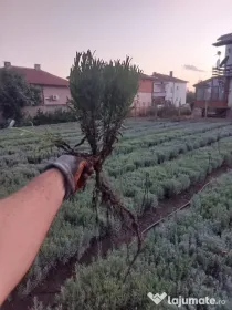 Butasi de lavanda
