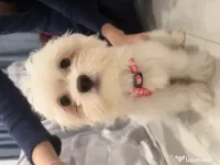 Bichon Maltese -3 luni 