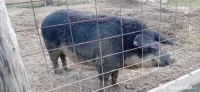 Vier mangalița burtă de randunica nu 
