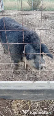 Vier mangalița burtă de randunica 