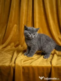 British shorthair