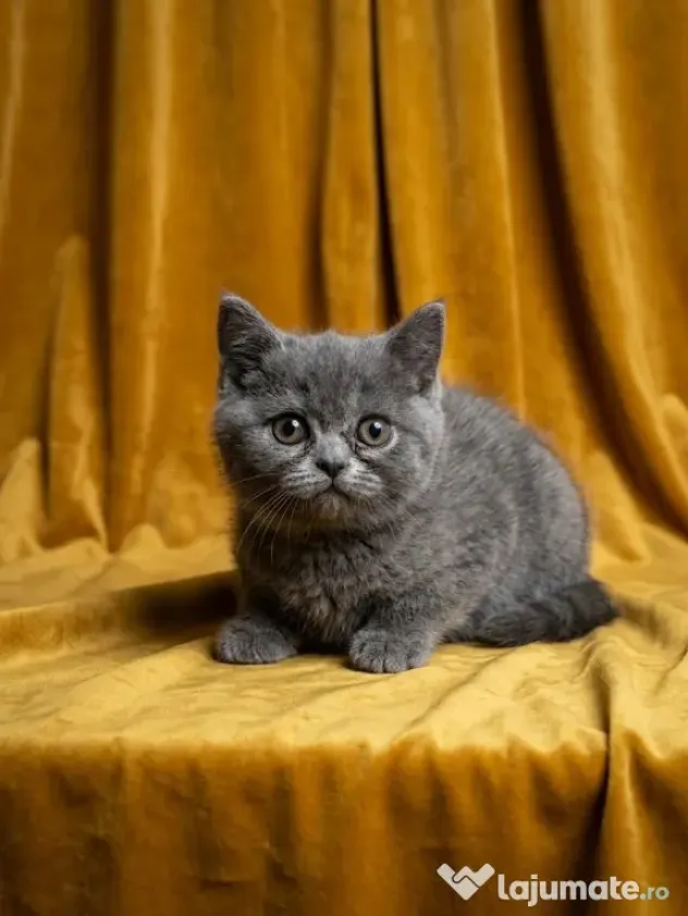 British shorthair