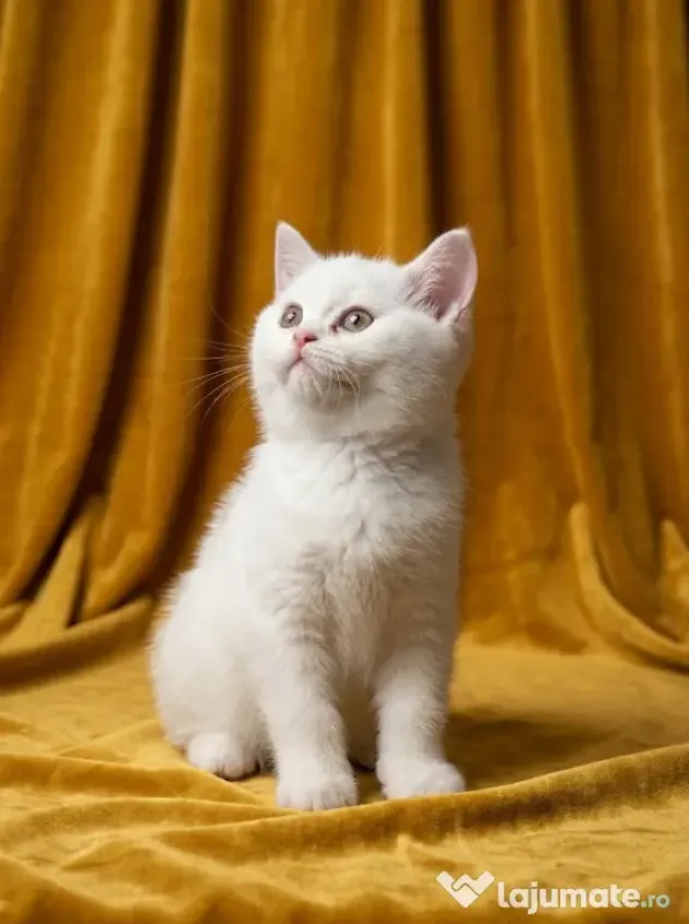 British shorthair