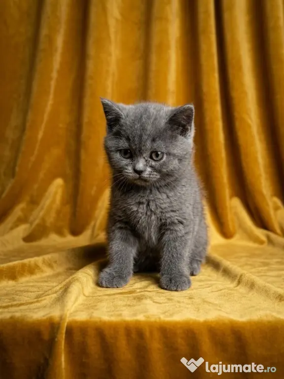 British shorthair