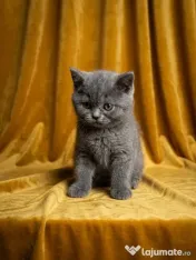 British shorthair 
