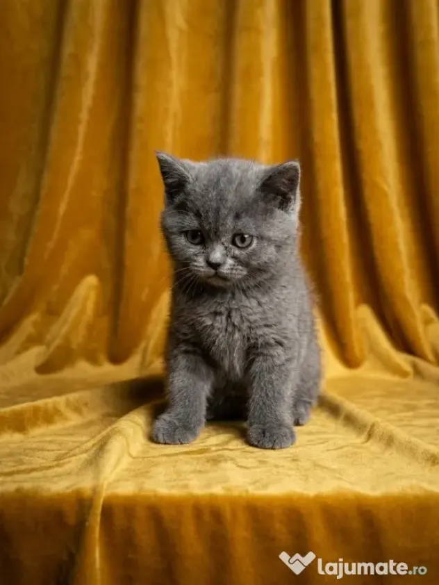 British shorthair