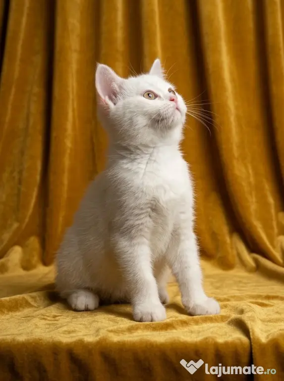 British shorthair