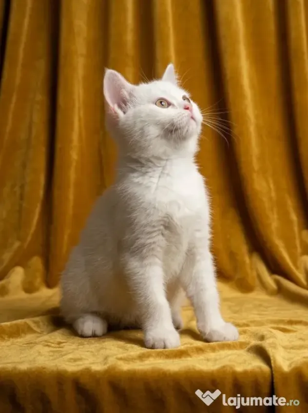 British shorthair