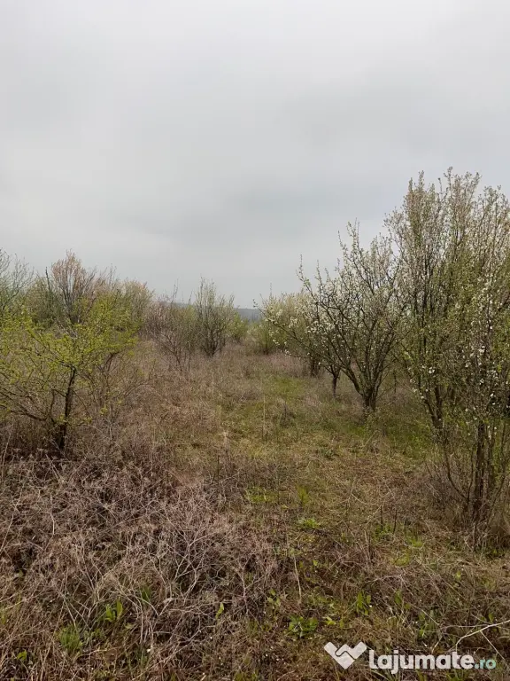 Vând Teren comuna Pischia sat Bececu de jos