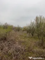 Vând Teren comuna Pischia sat Bececu de jos