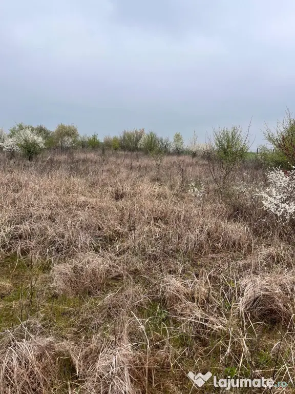 Vând Teren comuna Pischia sat Bececu de jos
