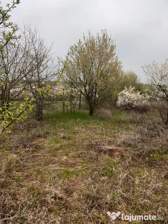 Vând Teren comuna Pischia sat Bececu de jos