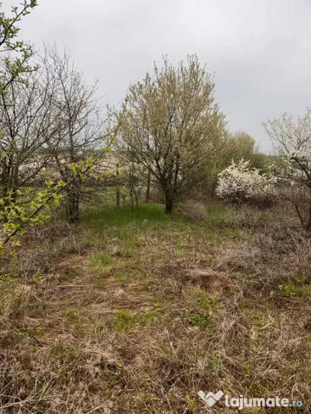 Vând Teren comuna Pischia sat Bececu de jos