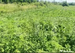 Teren intravilan, 4525 mp, zona Brehuiești - Botoșani