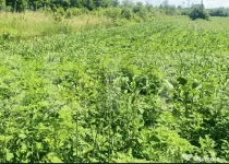 Teren intravilan, 4525 mp, zona Brehuiești - Botoșani