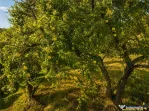 FILM! Confortabila ariere, 4.500 mp, arbori roditori, Sancra