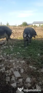 Porci mangalița varietatea burtă de rândunică 