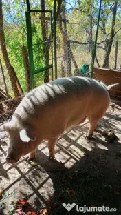 Porc de vanzare 