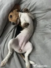 Vand pui beagle