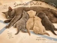 British Shorthair – Blue solid & Lilac solid 