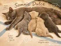 British Shorthair – Blue solid & Lilac solid