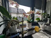 Casa Lilieci amenajata modern, mobilată - utilata 