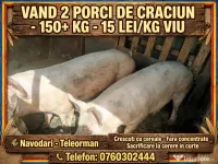 Porci de Crăciun