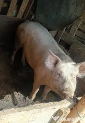 Porci de Crăciun 