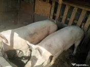 Porci de Crăciun 