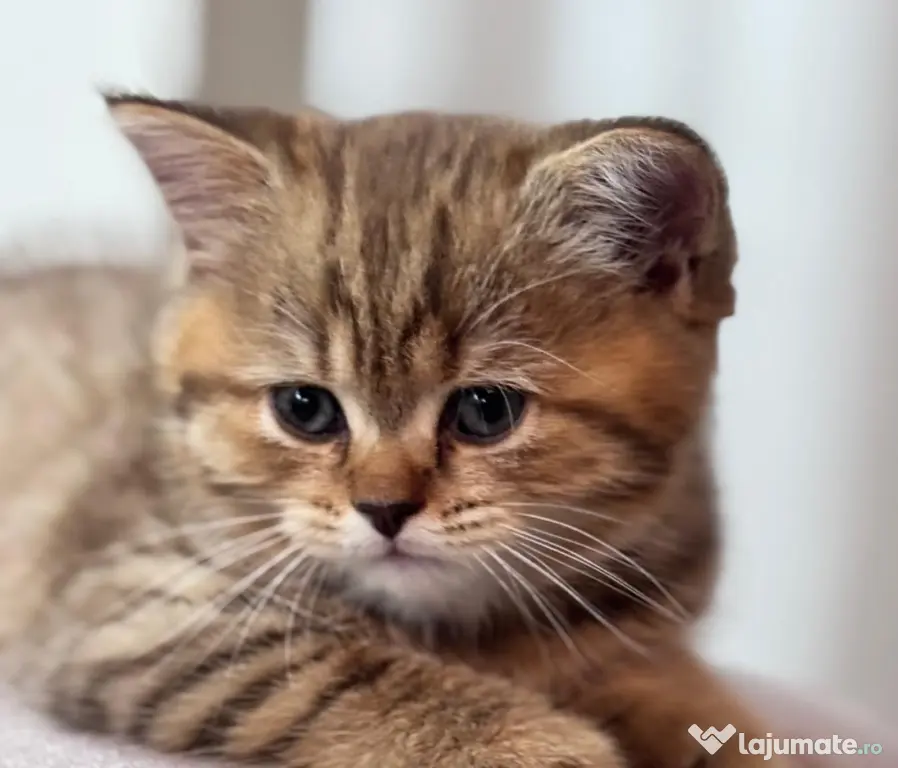 Pui de pisică Shorthair model deosebit (Tabby Gri) - Vâlcea