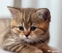 Pui de pisică Shorthair model deosebit (Tabby Gri) - Vâlcea