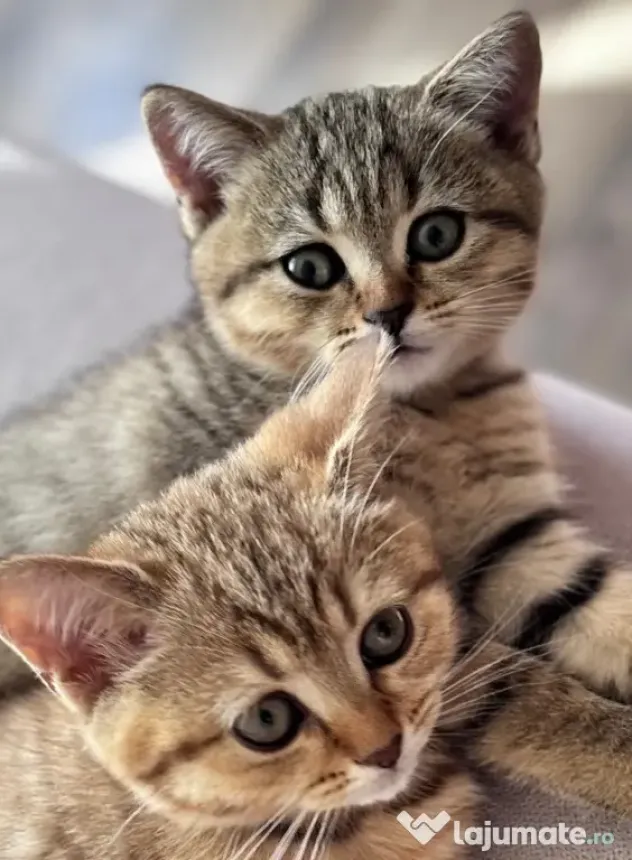 Pui de pisică Shorthair model deosebit (Tabby Gri) - Vâlcea