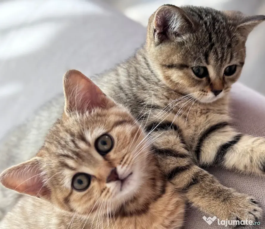 Pui de pisică Shorthair model deosebit (Tabby Gri) - Vâlcea