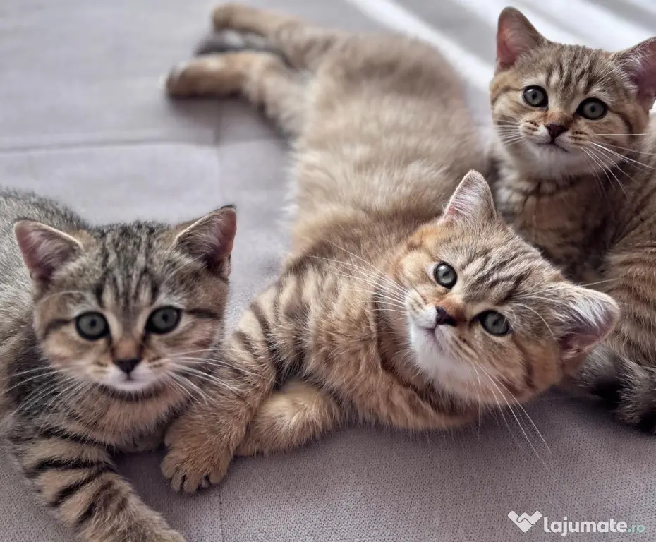 Pui de pisică Shorthair model deosebit (Tabby Gri) - Vâlcea