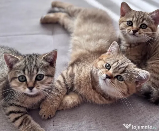 Pui de pisică Shorthair model deosebit (Tabby Gri) - Vâlcea