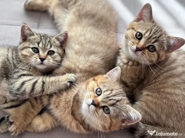 Pui de pisică Shorthair model deosebit (Tabby Gri) - Vâlcea