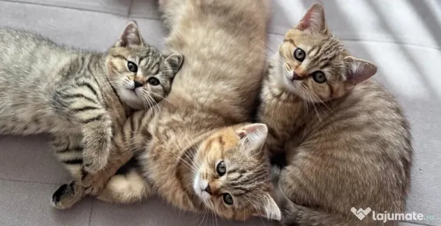 Pui de pisică Shorthair model deosebit (Tabby Gri) - Vâlcea