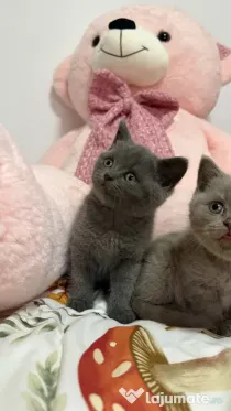 British shorthair