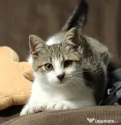 Lola pisicuta isi cauta o casa 