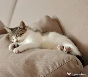 Lola pisicuta isi cauta o casa 