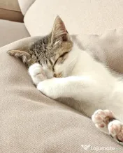 Lola pisicuta isi cauta o casa 