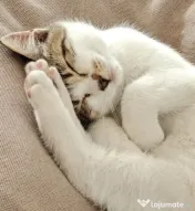 Lola pisicuta isi cauta o casa 