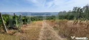Teren intravilan 2 HA cu plantație de viță-de-vie în pro 