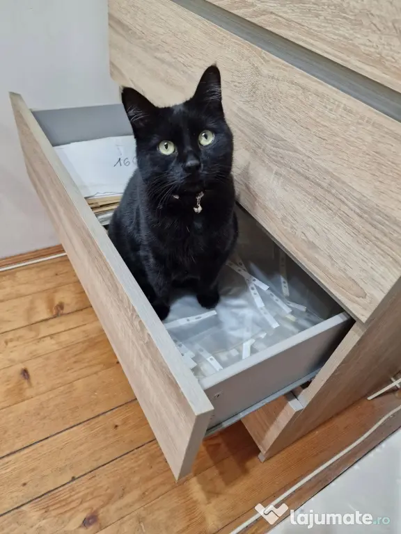 Adopție 2 pisici sterilizate, 8 ani – Brașov