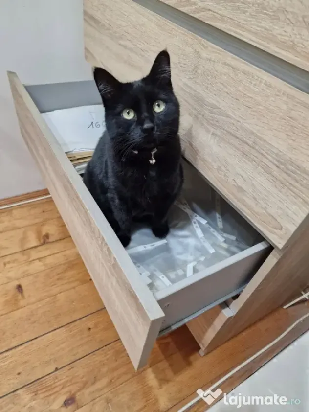 Adopție 2 pisici sterilizate, 8 ani – Brașov