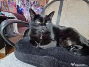 Adopție 2 pisici sterilizate, 8 ani – Brașov