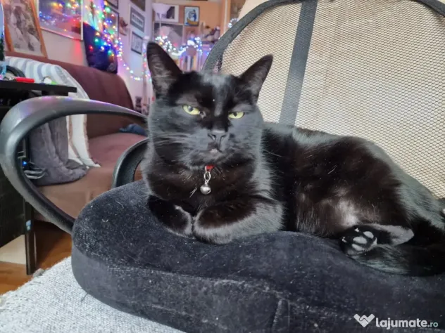 Adopție 2 pisici sterilizate, 8 ani – Brașov